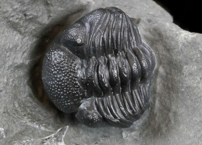 Enrolled Eldredgeops Trilobite In Matrix - New York #35152